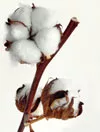Baumwollblüte